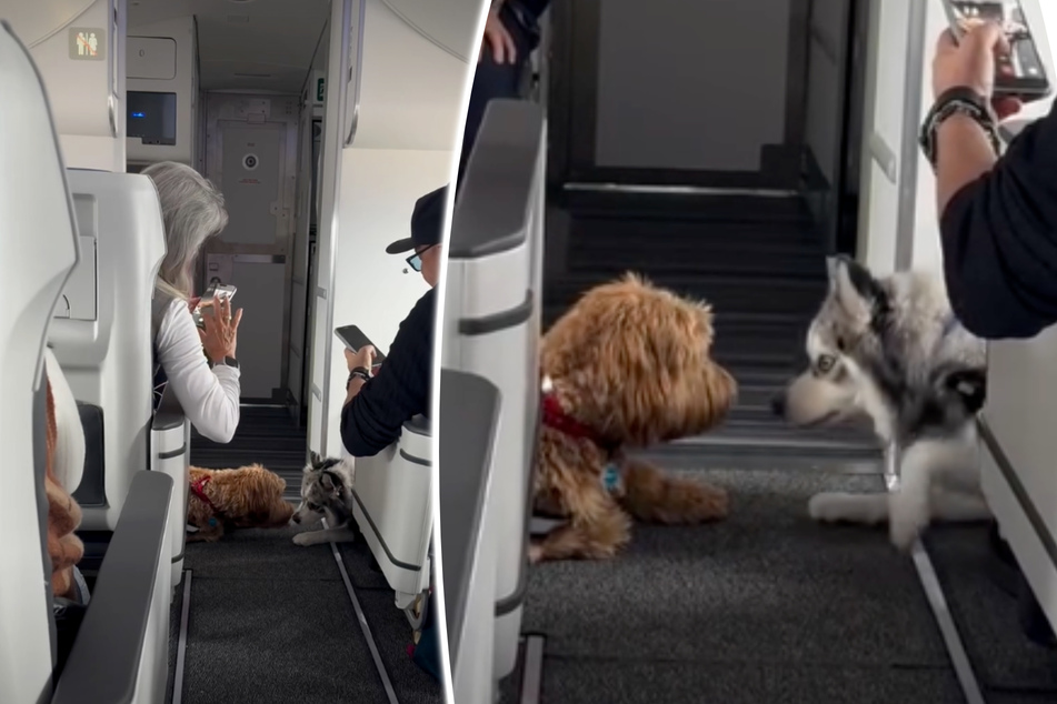 Dogs enchant plane passengers with sweet sky-high antics: "first class kisses only"