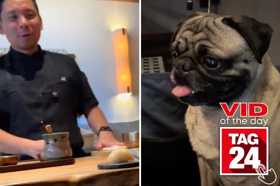 Roodabeguh the pug celebrated his birthday with a 17-course sushi omakase and honestly... he looks like he's been waiting for this moment his whole life!