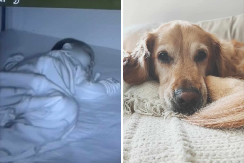 Golden Retriever MIA! TikTok goes viral as dog is found on baby monitor in unlikely spot