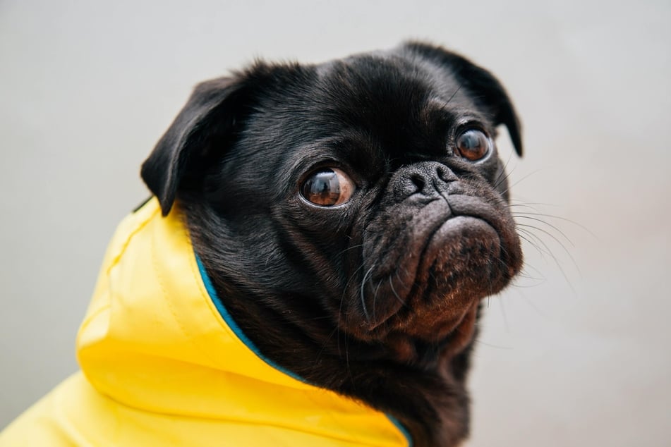 Humans aren't the only ones who get jealous.