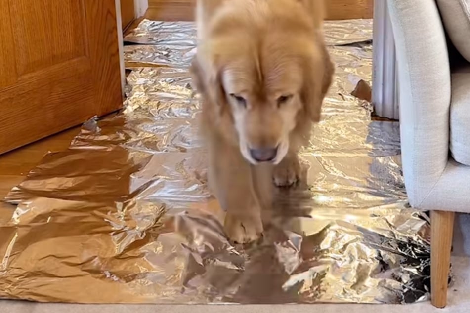 In the end, Marley dares to take small steps across the foil to reach his owner!
