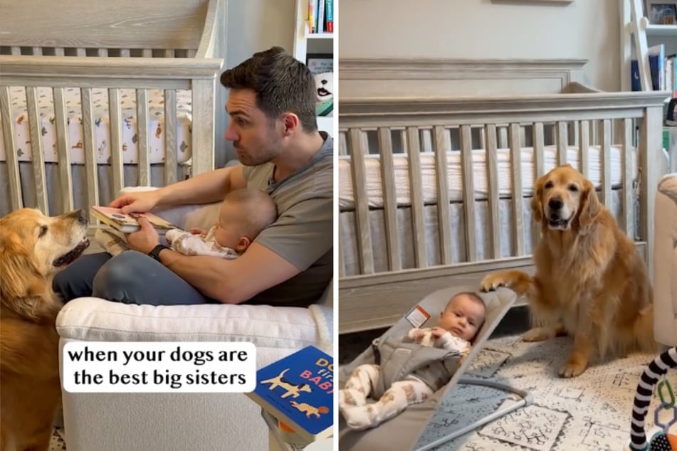 Doggy ladies Ellie and Emma are thoroughly infatuated with their human sibling, Connor. Who needs a babysitter when you have them around?