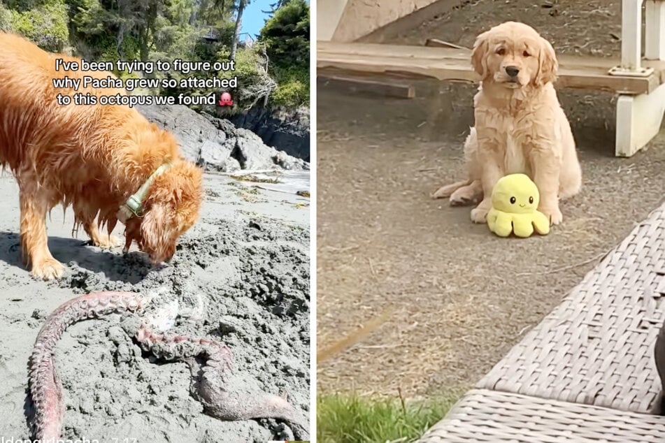 After Golden Retriever Pacha buried a dead octopus on the beach, her owner realized why the sea creature was so special to her.