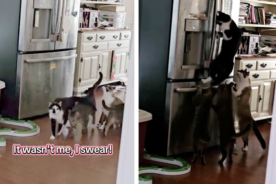 A cat owner was faced with a mystery: food kept disappearing from her fridge!