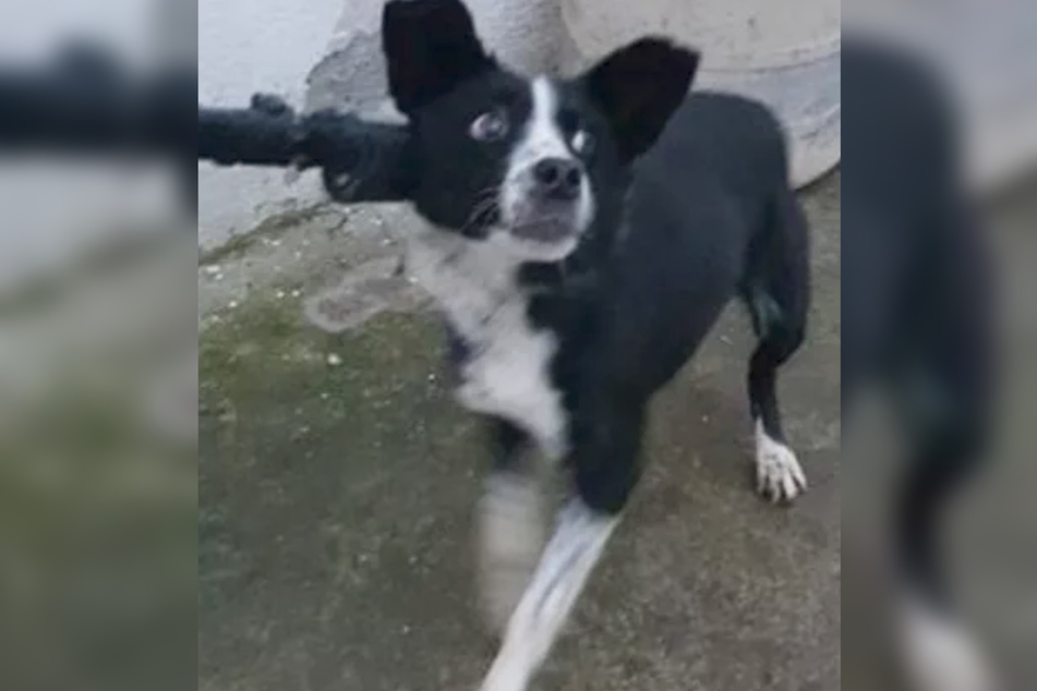 Solly was put in a Romanian animal shelter with a catch pole, which left its mark.
