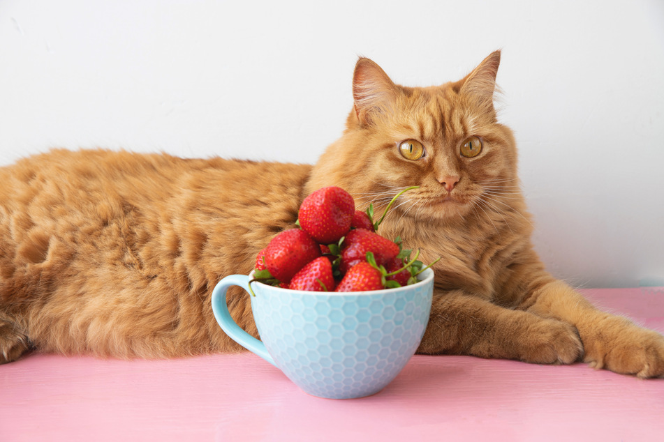 This cat guide explains whether cats are allowed to eat strawberries.
