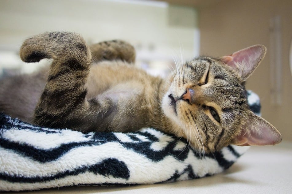 Cat winking: Why does my cat wink at me?