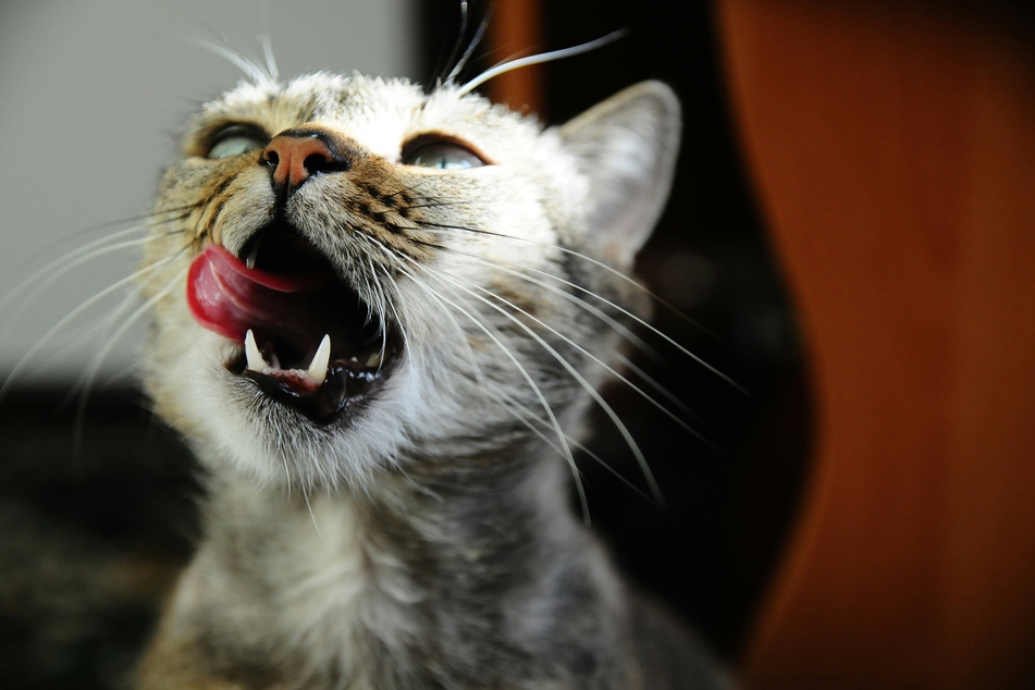 Cats get hungry very quickly and need to be provided with a healthy and full diet.
