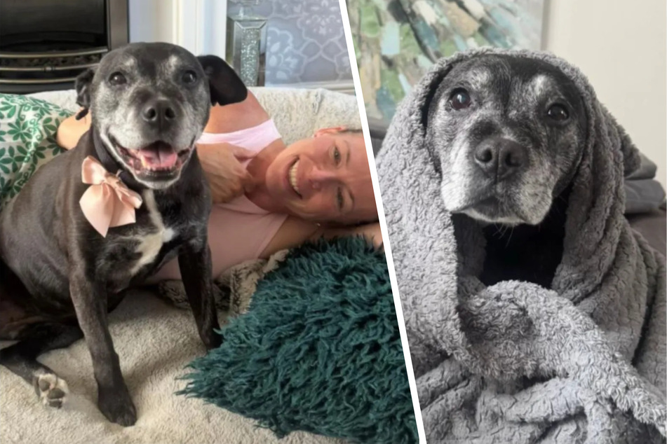 Senior dog keeps showing up at woman's door – and she makes a heartwarming choice
