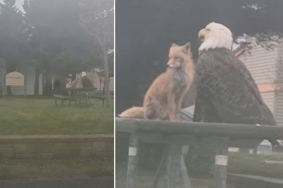 A bald eagle and a fox settled together at a picnic table in Alaska.