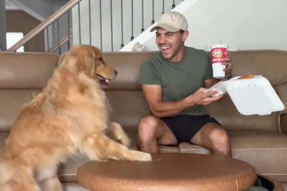 Maverick the Golden Retriever tried to charm his owner – at least Corey could laugh about it!