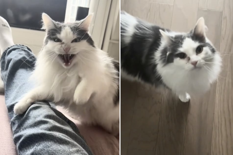 Cat's puzzling Jekyll and Hyde vibes go viral: "This is a toxic relationship"