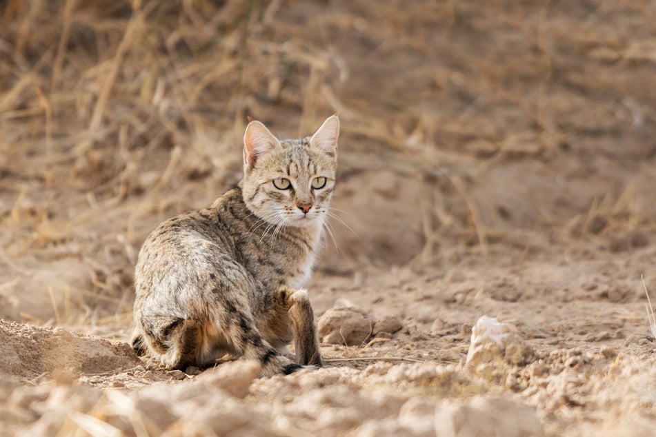In the past, cats only needed water for drinking.