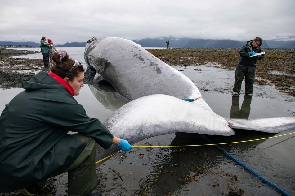 The fin whale was dissected after being recovered on a beach near Seward. Authorities are investigating the cause of death.