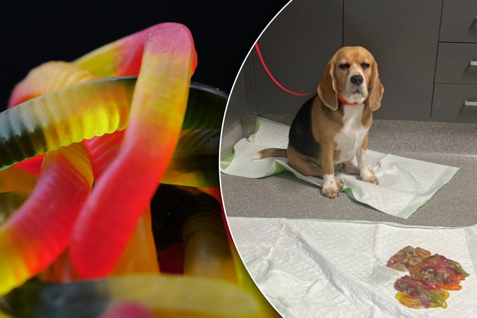 Beagle devours pounds of gummy worms in sweet heist – with some serious consequences!