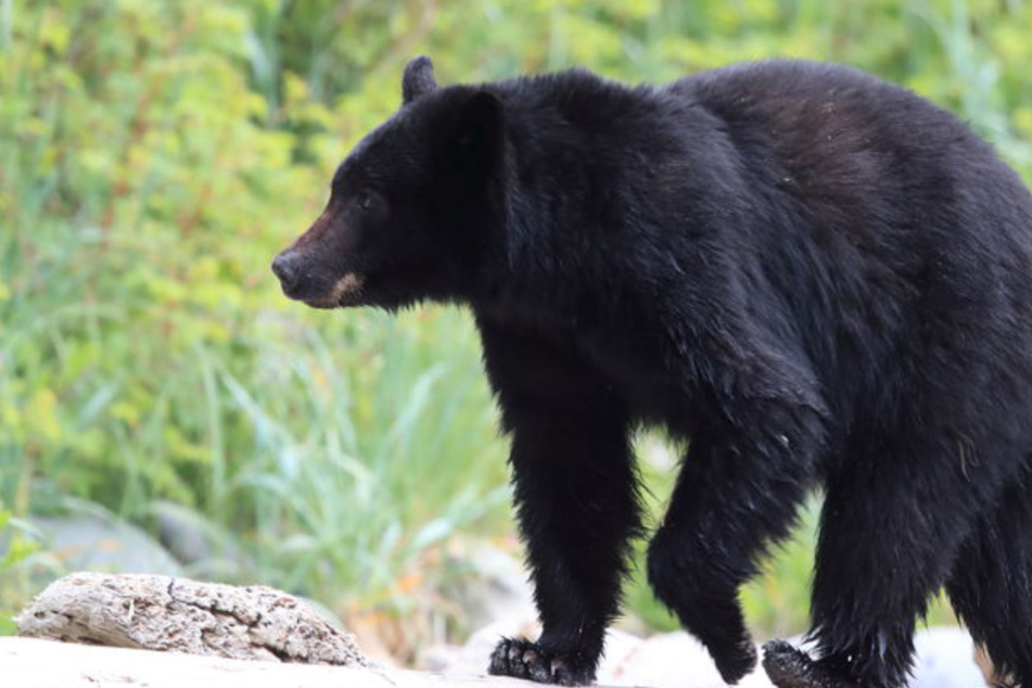 Old woman confronts bear and saves her life