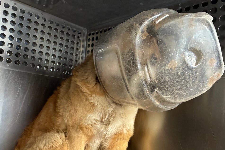 Stray dog has plastic jug stuck on head but flees from help in heartbreaking viral rescue story