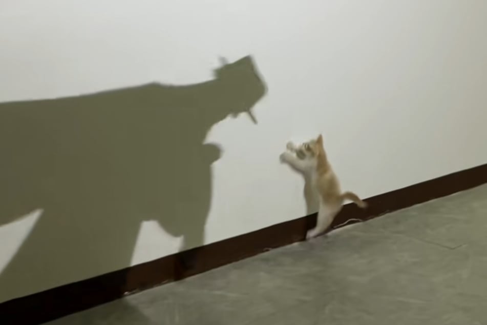 Even high jumps don't help: kitten Kutilog can't get hold of the "shadow man"!