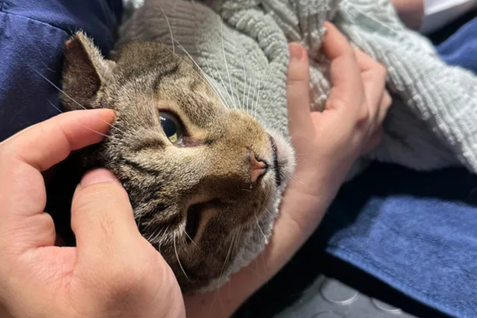 After her rescue, Leila the cat can now enjoy her life to the full.