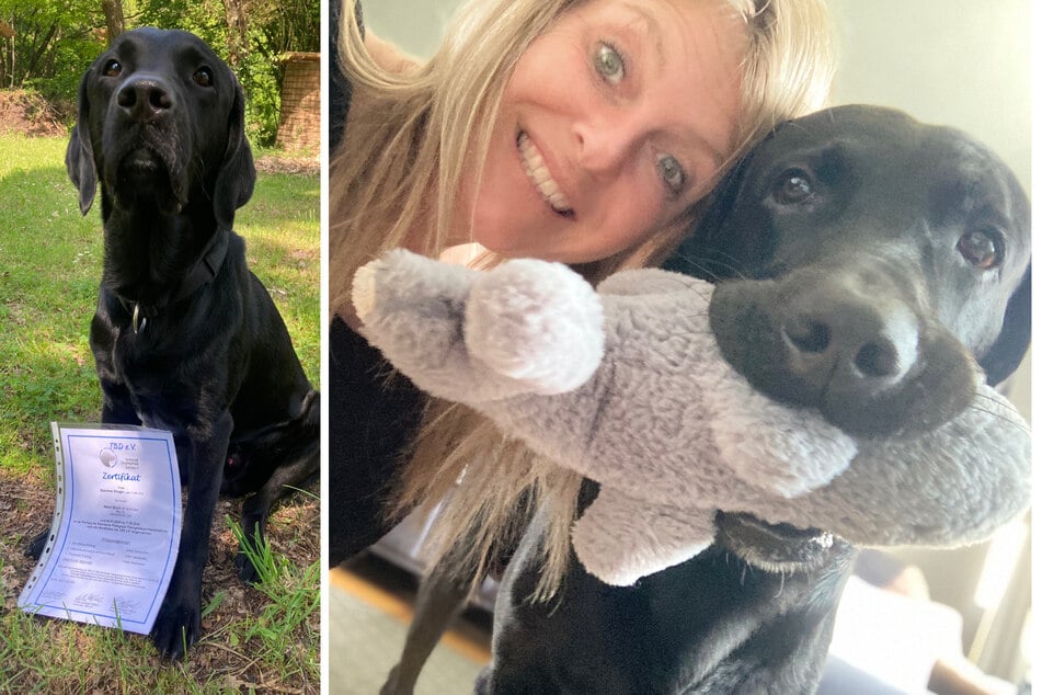Dog of divorce to go to the highest bidder as Labrador mama pleads for help
