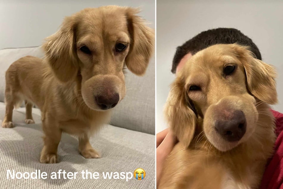 The vet suspected that Noodle had been stung several times by a wasp – and had possibly even eaten it in the end.