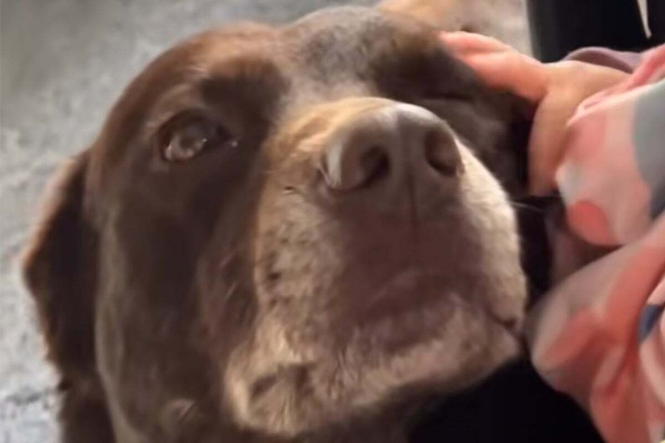 Labrador Daisy Doo enjoys the somewhat awkward cuddles from baby Ruby Sue in the video.