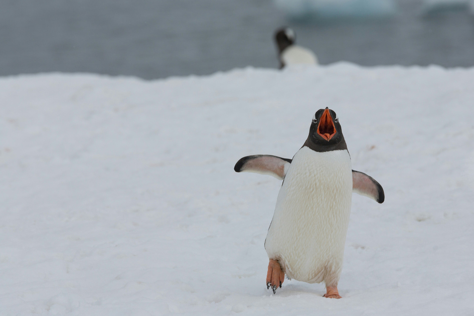 Could penguins go blind due to climate change?