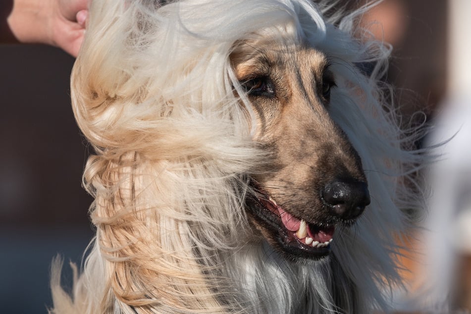 Afghan hounds really are unparalleled in terms of lack of trainability.