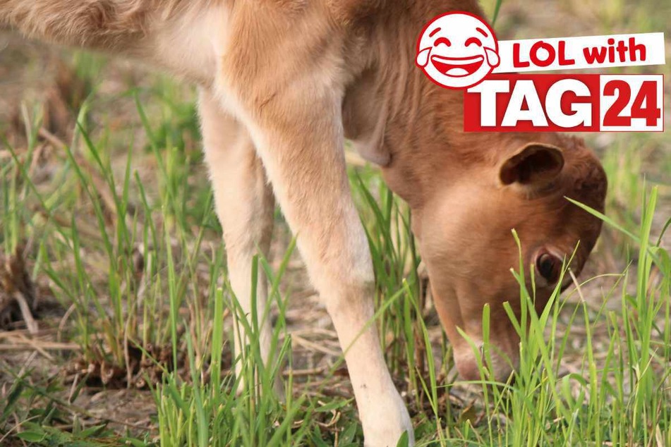 Joke of the Day for March 25, 2025: Silly animal jokes to make you smile