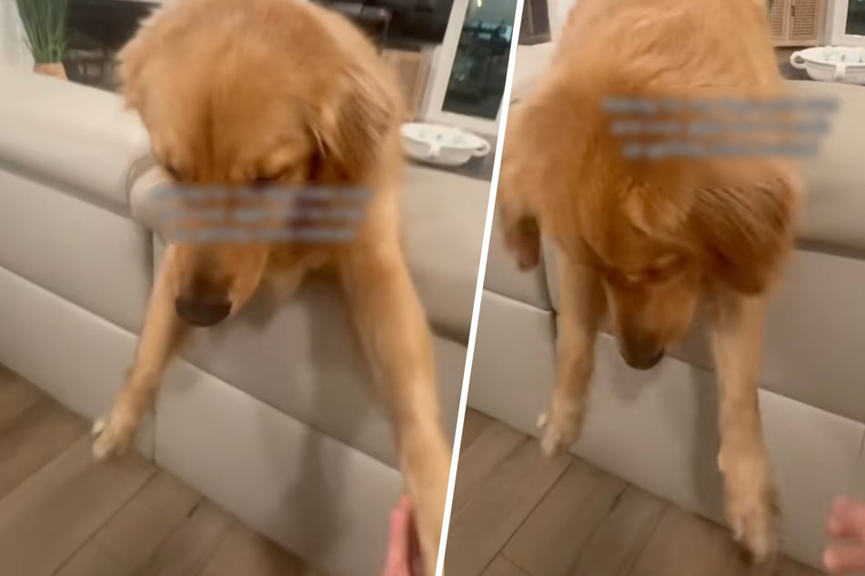 Dog owner's prank on her Golden Retriever goes hilariously wrong in this viral video!