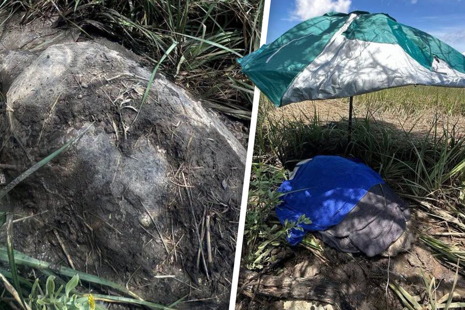 250-pound "rock" stuck in the swamp turns out to be a sea turtle in mortal need!