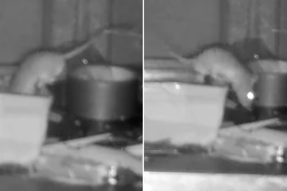 A wildlife photographer caught the mystery cleaner that was picking up after him on camera. It turned out to be a meticulous mouse!