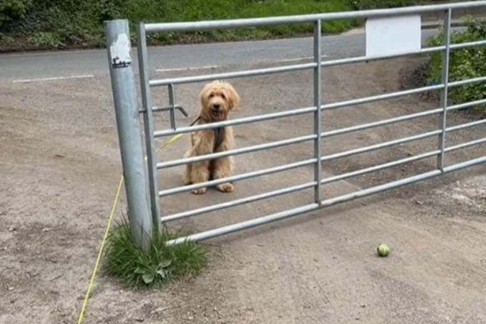 Sully's owner told Newsweek that her dog is very often lost in thought.