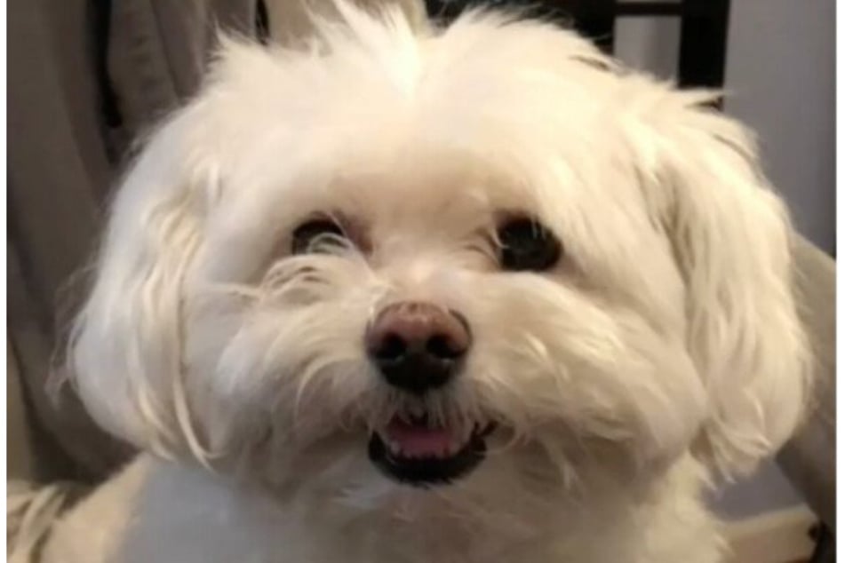 Adorable TikTok pooch has a hilarious hair mishap after a visit to the dog groomer