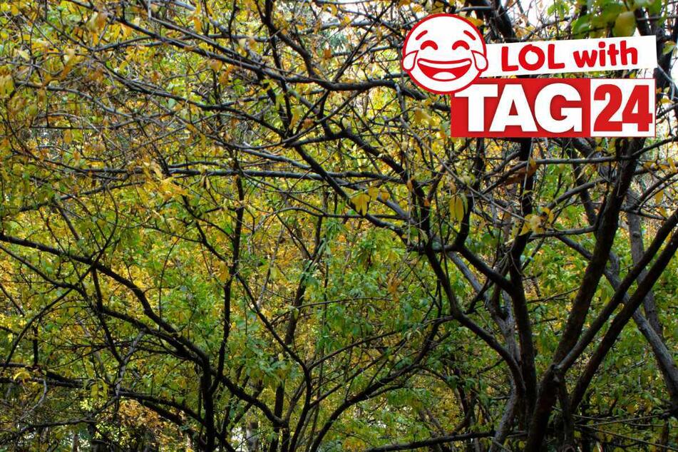 Joke of the Day for May 28, 2026: A tree-rific funny!