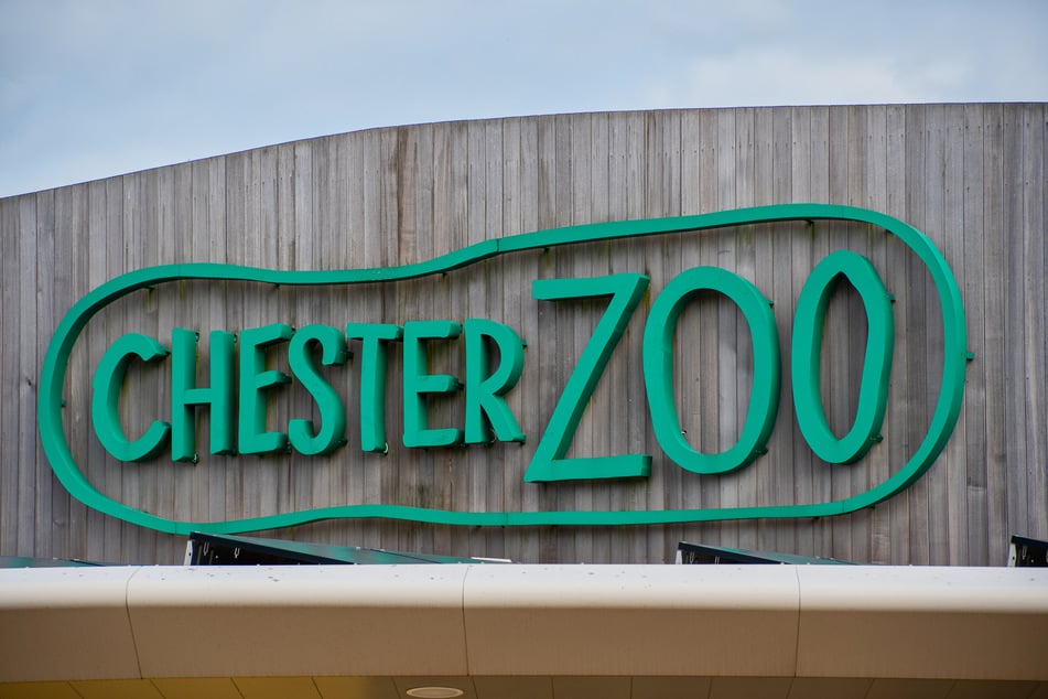 Jodie Foster the snake lives at the Chester Zoo in the UK.