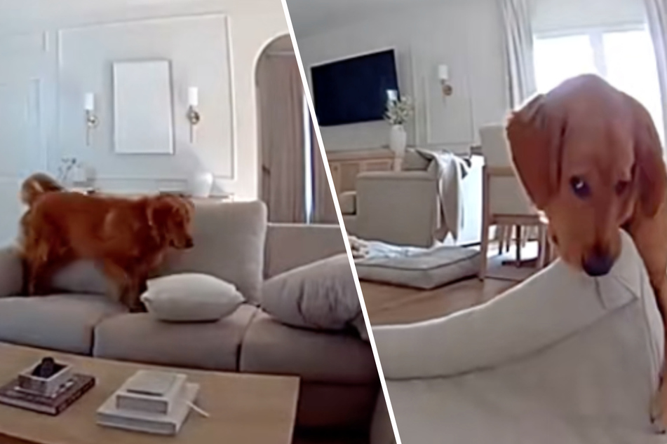In the absence of his owner, Golden Retriever dog Duke explores every corner of the house.