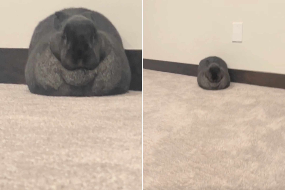 Reddit users totally baffled by strange fluffy animal – what is that?