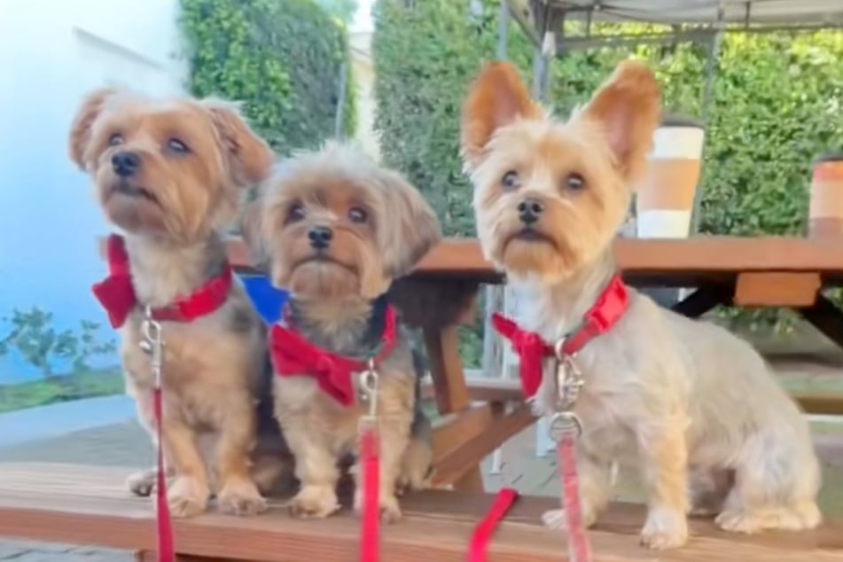 Son Bruce (l.), dad James (c.) and mom Chloe (r.) are a picture perfect dog family.