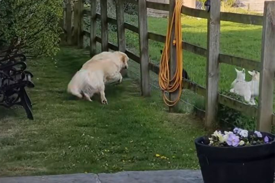 Are things really as they seem between Bailey the dog and his lamb neighbors?