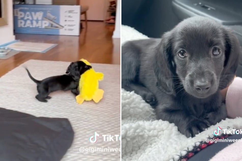 Pocket-sized Dachshund baby takes TikTok and NYC by storm