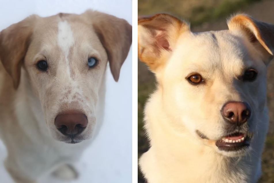 Bodie the labsky (l.) from Canada looks quite different from fellow labsky Maya (r.) from Germany.