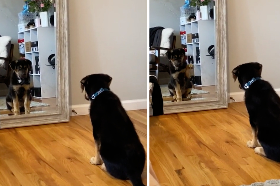Dog sees himself in the mirror for the first time and has the sweetest reaction