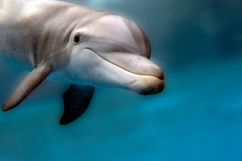 Florida authorities seek information after dolphin found stabbed to death