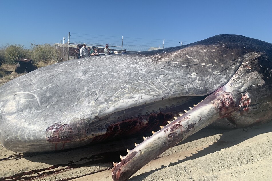 Stranded whale suffers grim fate after swimmers snap selfies