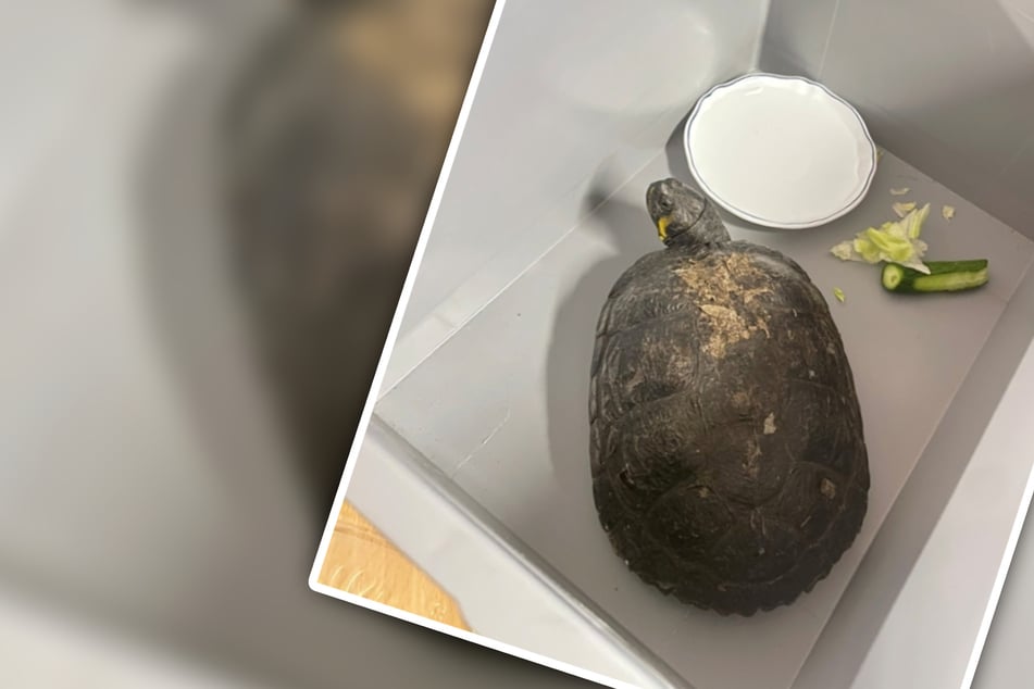 Turtle makes surprise appearance at police station – and it wasn't to report a crime!