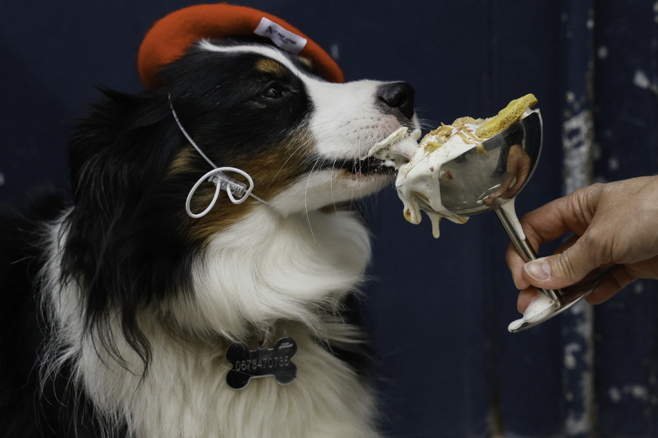 Bone appetit: Paris pups lap up treats at these adorable dog-centric spots
