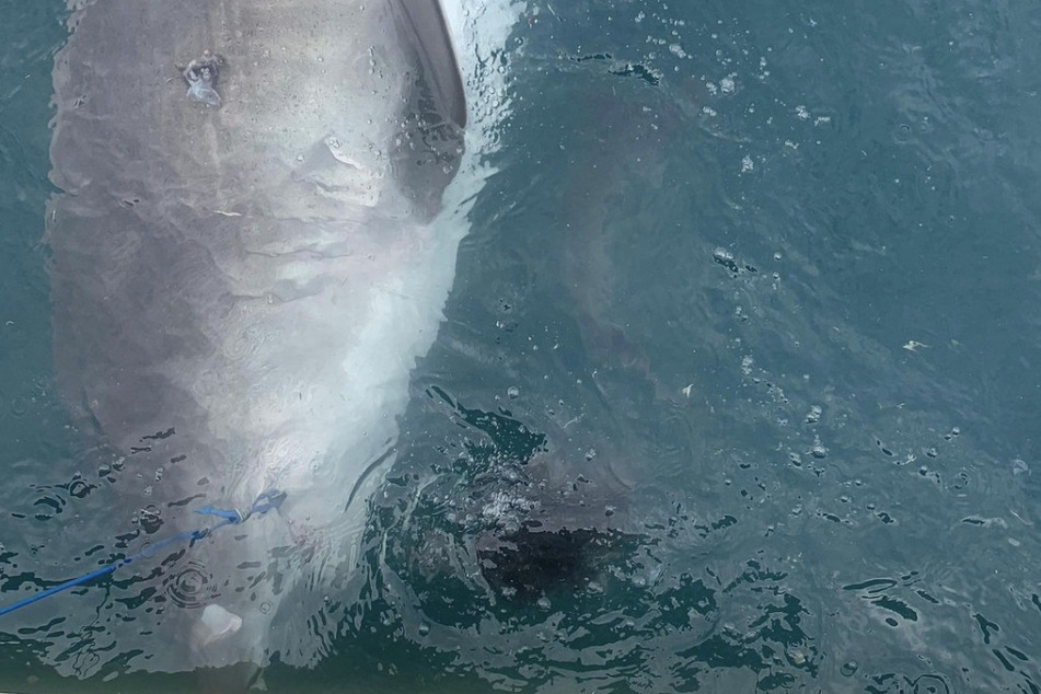 A tiger shark left scientists from Australia's James Cook University shocked after it vomited an echidna, a spiky land mammal.