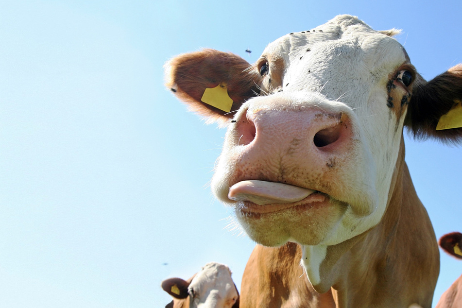 Shortest on earth? This tiny cow is going for a world record!