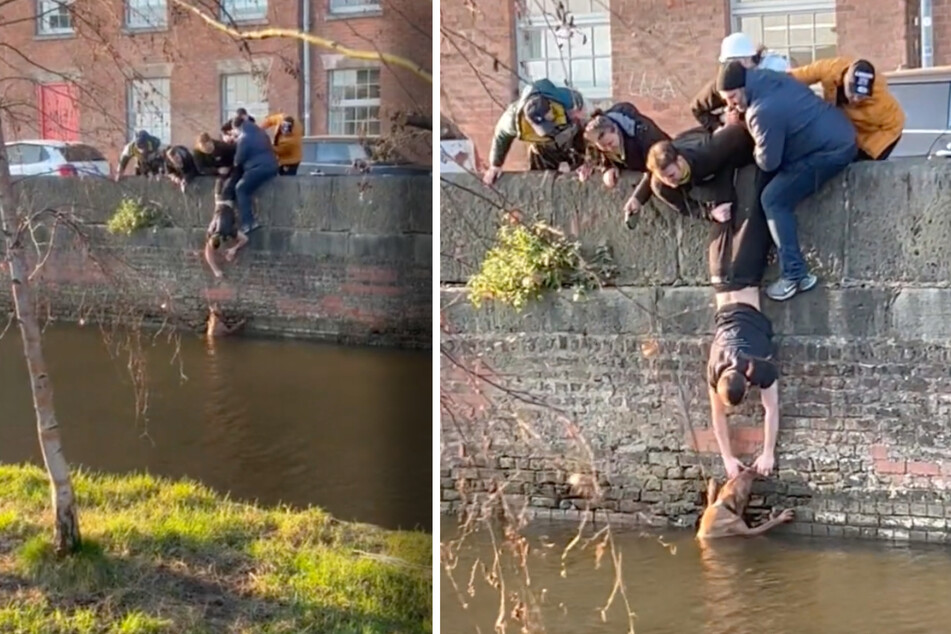 Drowning dog saved by heroic efforts of passersby!